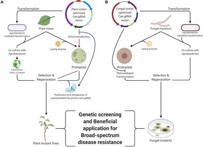 Plant and Fungal Genome Editing to Enhance Plant Disease Resistance Using the CRISPR/Cas9 System